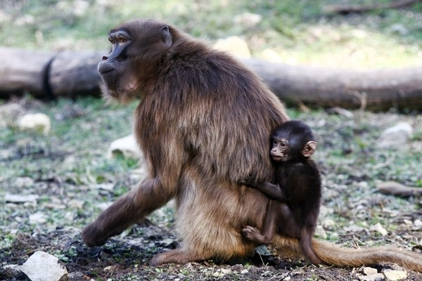 A kép Veszprémben készült, de még márciusban (Fotó: VeszpZoo)
