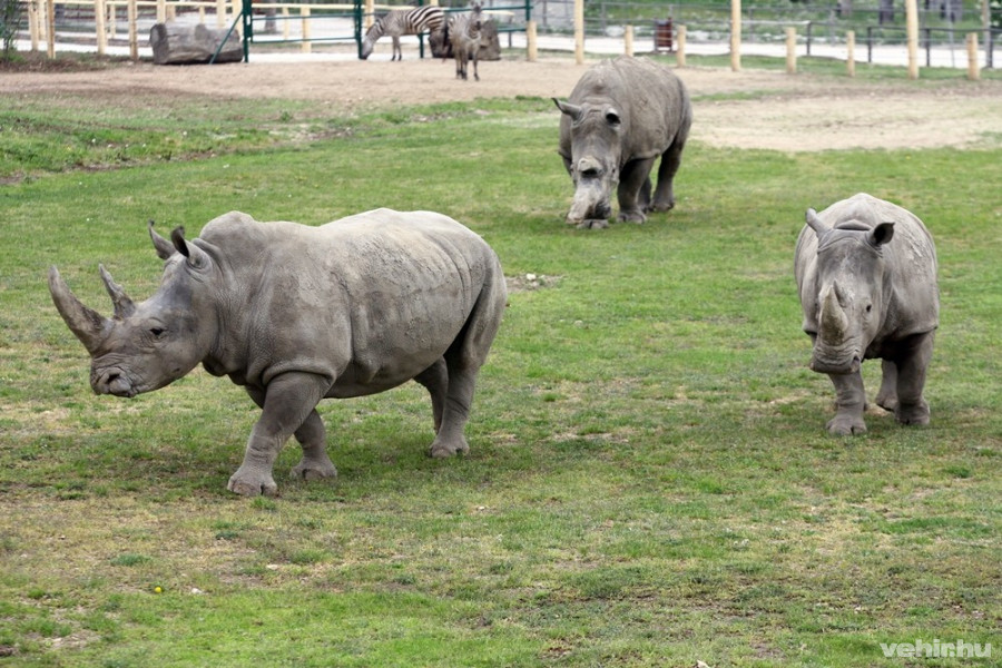 Az állatkertben akár egy teljes napot is eltölthetünk