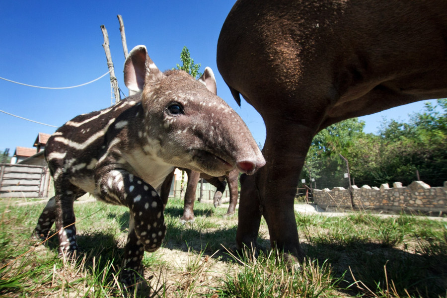 A fotókat az állatkerttől kaptuk. 