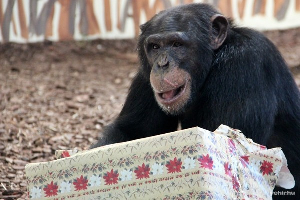 Ennyire örül a majom az ajándéknak