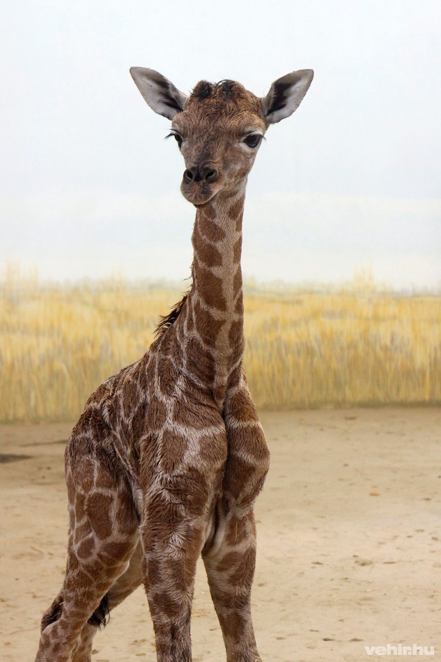 A veszprémi kiszsiráf Nagy Lajos fotóján (MTI)