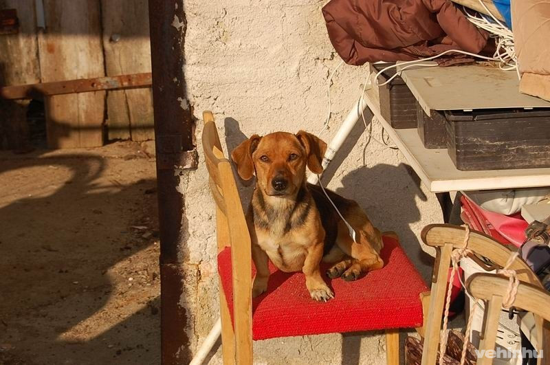 A fotókat a Veszprémi Rendőrkapitányság bocsátotta rendelkezésünkre