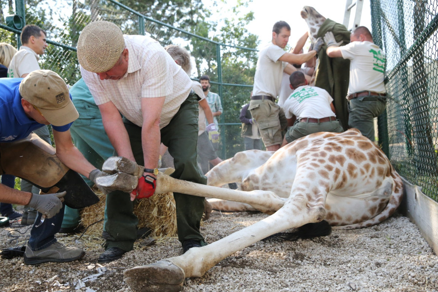 Fotó: Veszprémi Állatkert