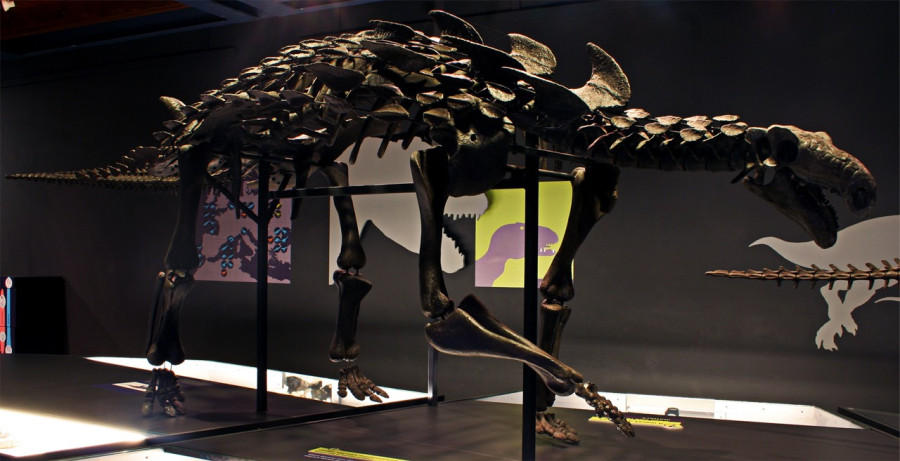 Hungarosaurus-csontváz