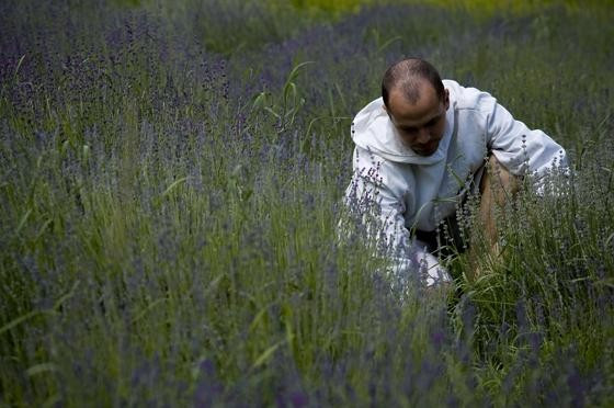 Bencés szerzetes szemrevételezi a termést a bakonybéli levendulamezőn. (Fotó: Radisics Milán, National Geographic)