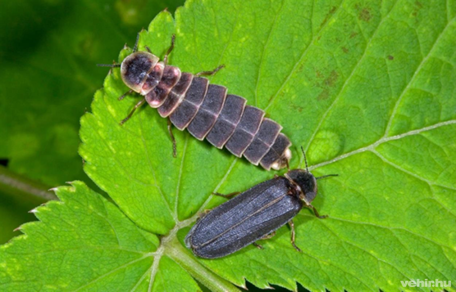 Nöstény (felül) és hím nagy szentjánosbogár