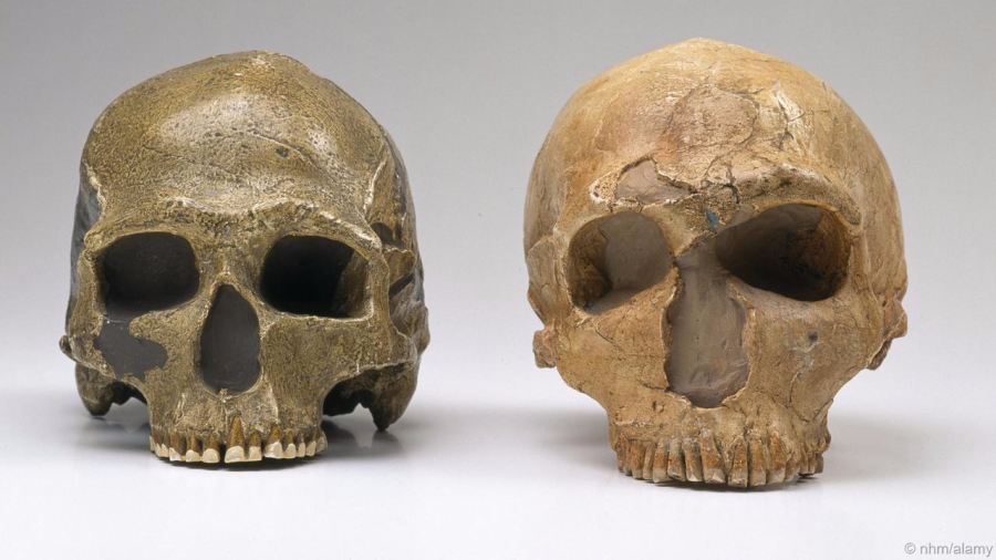 NHM/Alamy
