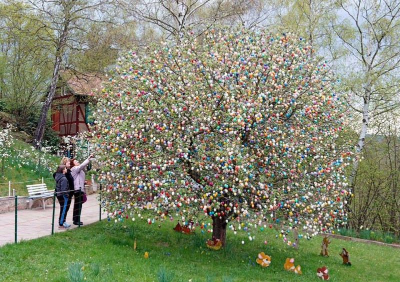 A balatonfűzfői tojásfa