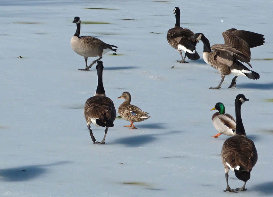 Vadludak (és kacsák) a jégen