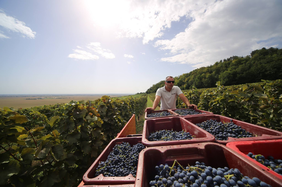 Fotó: Lajvér Borbirtok