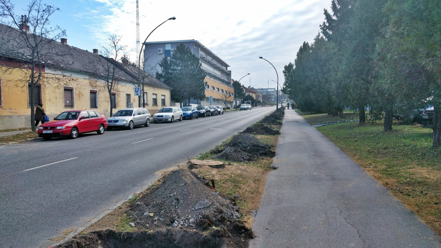 Bajcsy-Zsilinszky utca nyugati oldalán a beteg japánakácok helyére oszlopos juhar kerül
