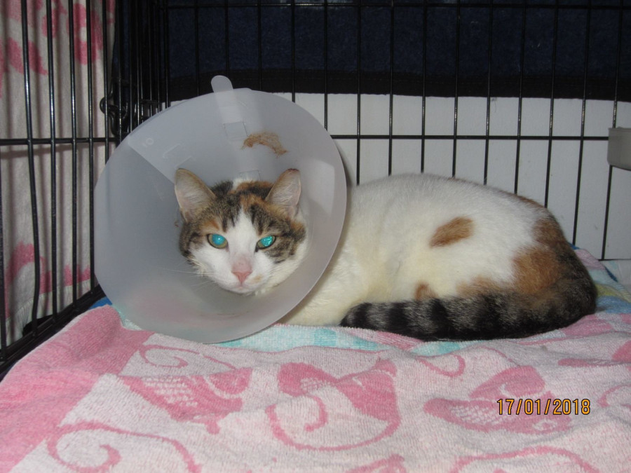 Fotó: facebook, állatvédő egyesület Veszprém