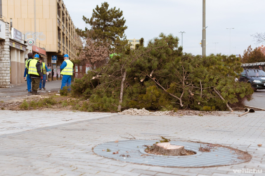 Első lépésben fákat vágnak ki, felszedik a burkolatot