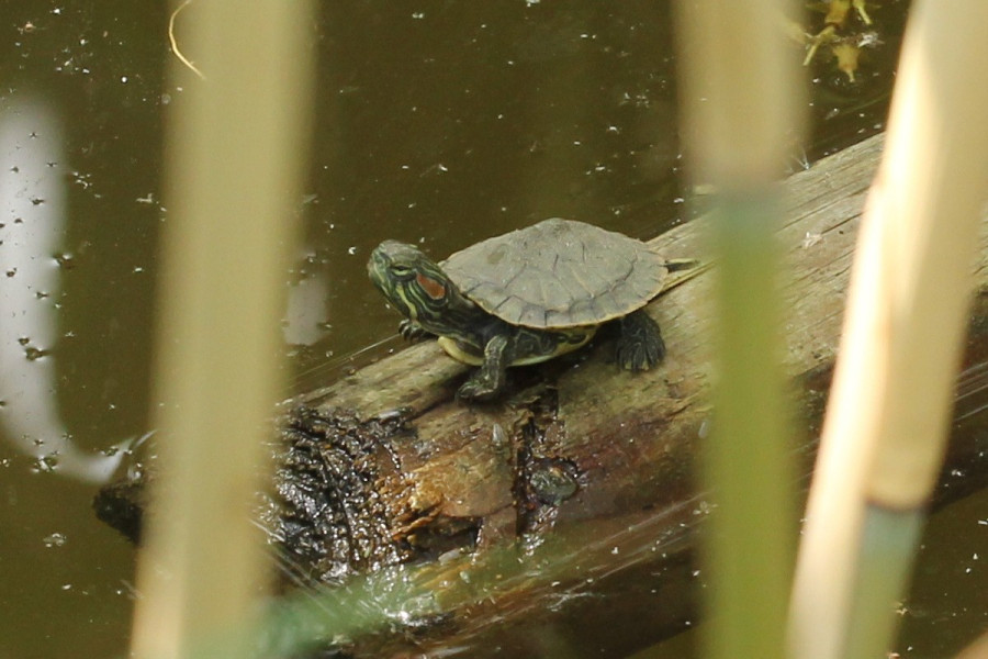 A budapesti Feneketlen-tavat elfoglalták az ékszerteknősök (fotó: Főkert)