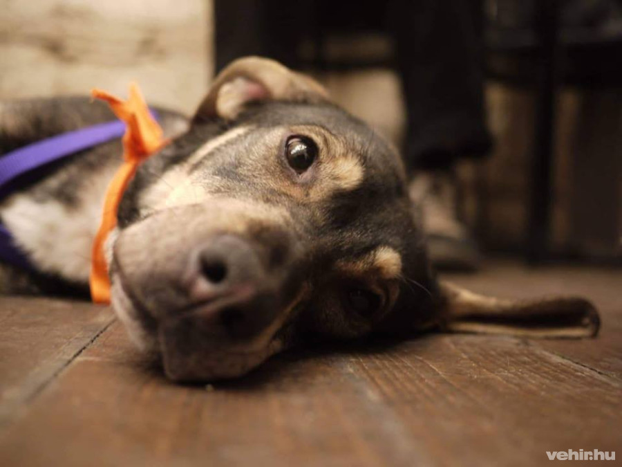 forrás: Eszkuláp Állatvédő Egyesület