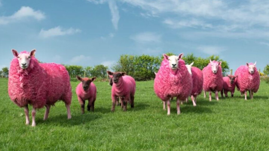 Idén Észak-Írországban sajátos módon köszöntötték a Giro d'Italia mezőnyét (fotó: irishpost.com)