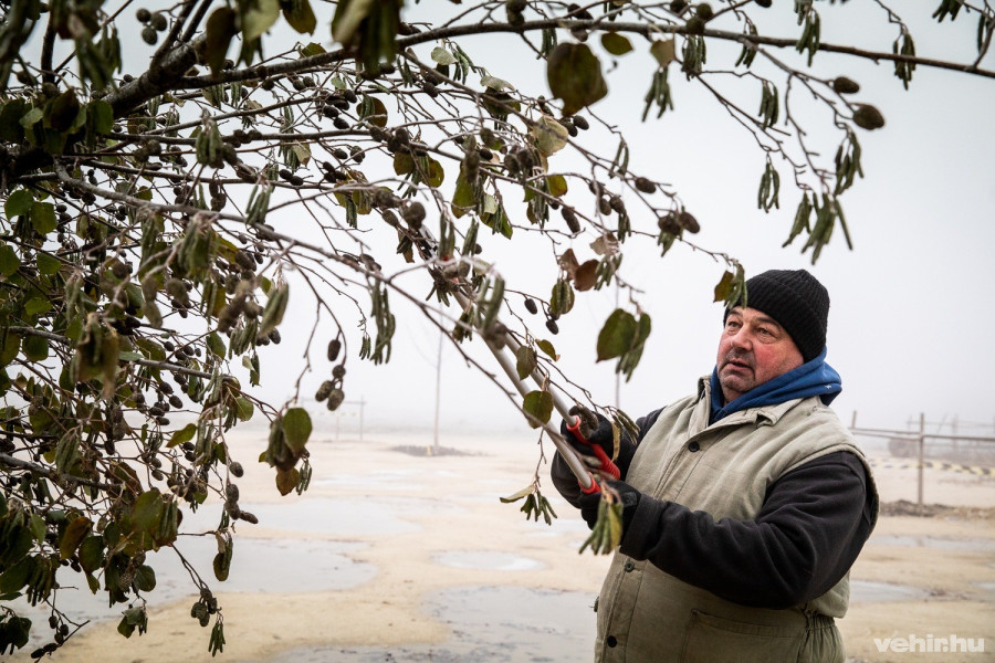 A lelkiismeretes munkának hála állatkertünk virágzik, városunk pedig zöldül