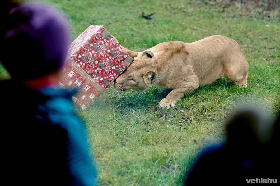 vajon mit rejt a doboz? 
