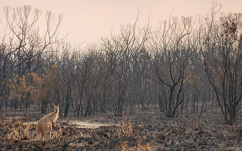 Őshonos kenguru a leégett ausztrál szavannán (fotó: Adam Stevenson/Reuters)