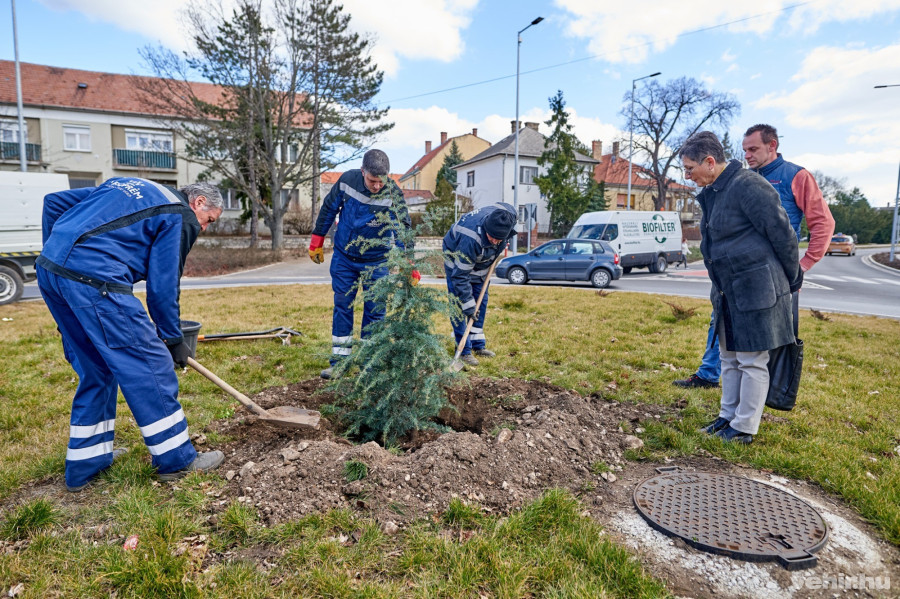 A veszprémi cédrusfát a VKSZ Zrt. munkatársai ültették el Brányi Mária alpolgármester jelenlétében (j).