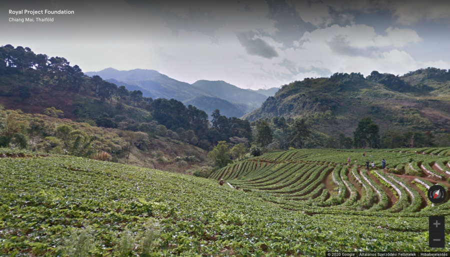 Virtuális sétám egy Windows-háttérképnek is beillő thaiföldi eperültetvényen