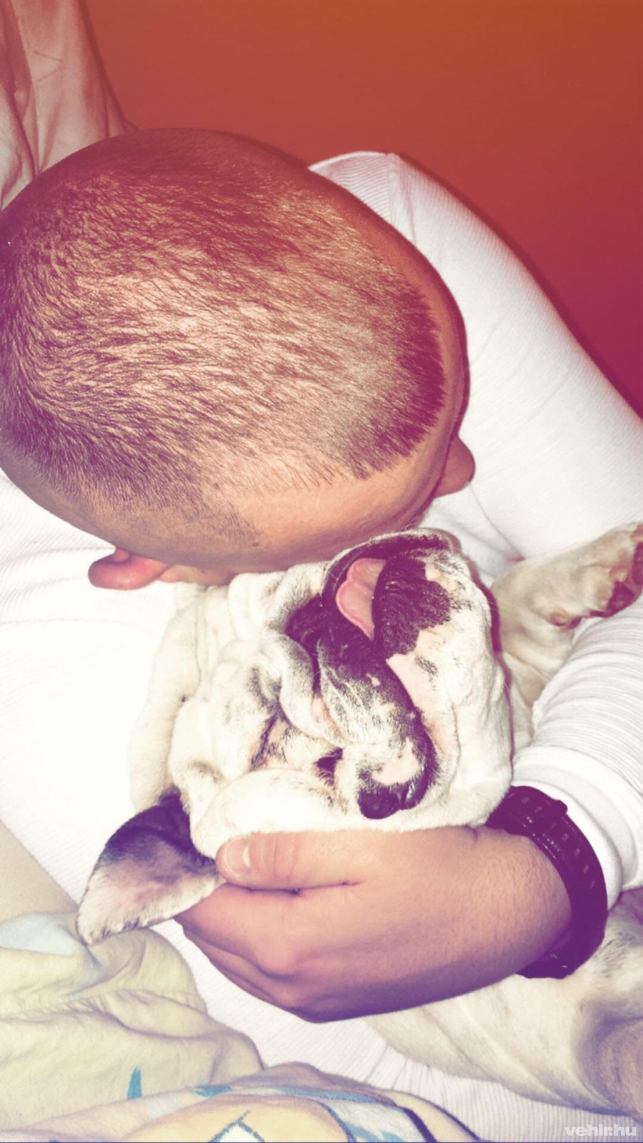 Az angol buldog&nbsp;humorérzékével, szeretetreméltó, ügyetlen természetével azonnal meghódítja a szívedet!