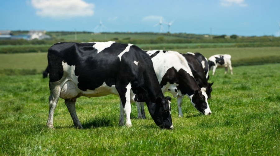 A tejben is kimutatták a sugárzó anyagokat 1986-ban
