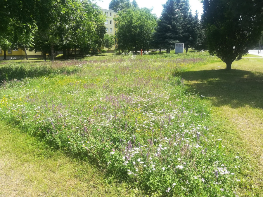 Extenzív fenntartású terület (Fotó: Városom, Veszprém)