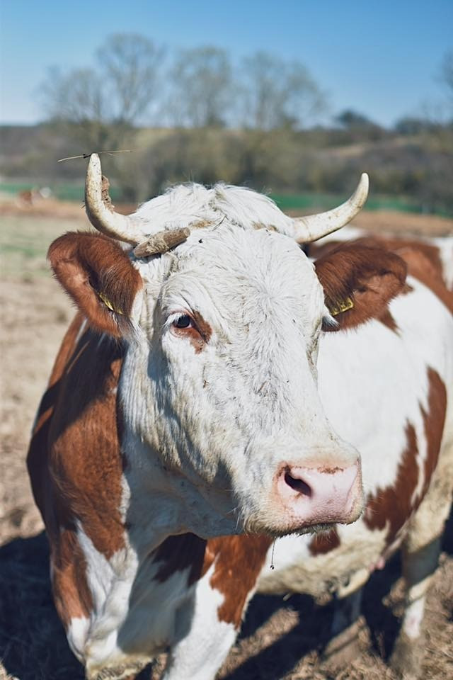 Fotó: Tekeresvölgyi Családi Birtok Facebook