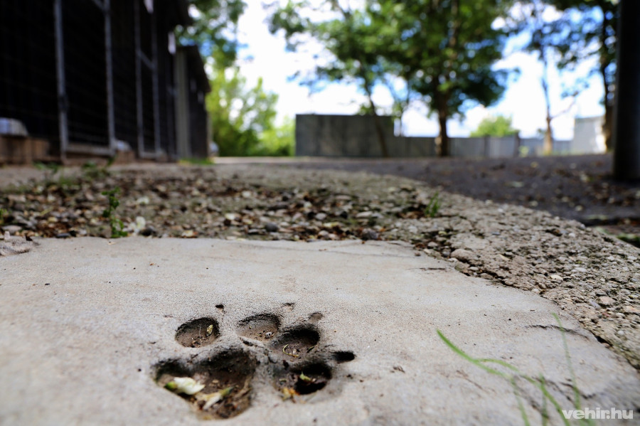 A telepet őrző kutyus, Medve – avagy Maci – tappancslenyomata