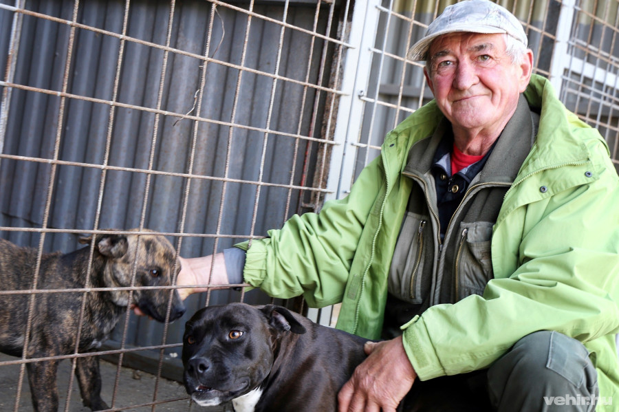 Ottjártunkkor a tizenhat kennelből mindössze egyetlen volt foglalt. József elmondása szerint a keverék kiskutyát többször bántalmazták, napokba telt, mire az állat bizalmába fogadta. Azonban új esélyt kapott egy szebb életre: rövidesen örökbe is fogadhatják.