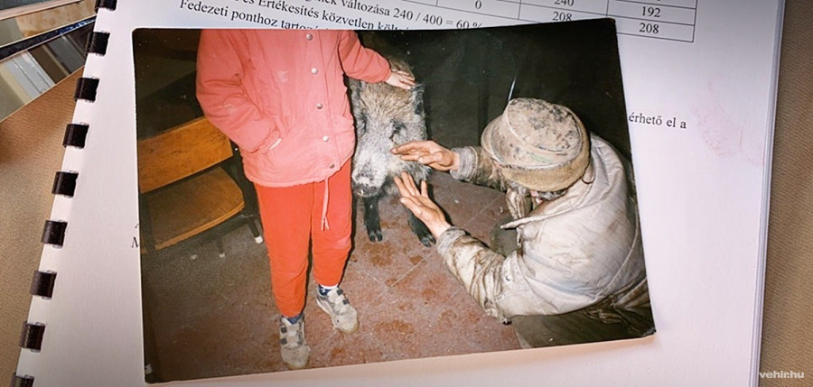 Élhet egymás mellett békében vaddisznó és ember! – József legjobb barátja közel tíz éven át a képen szereplő disznó volt, amelyet unokái is imádtak. A párosujjú patás egyébként a nemesvámosi csárdába, de még focimeccsre is elkísérte gazdáját.