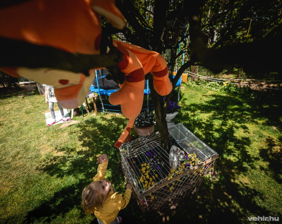 "Jössz ugrálni, Tigris?"