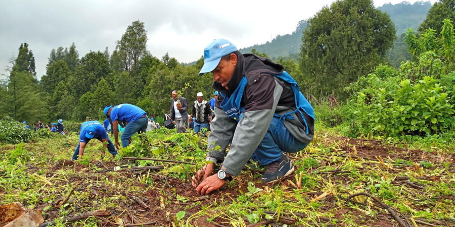 A faültetés az egyik leghatékonyabb lépés a biodiverzitás megmentése érdekében / Fotó: ec.europa.eu