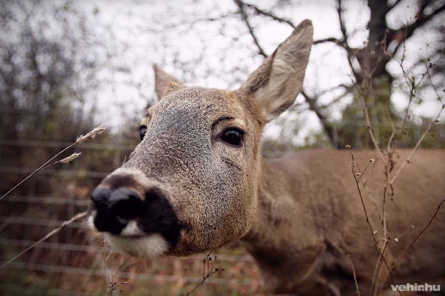 Bodzát, az őzet egy bálázógép sebesítette meg – mára már teljesen egészséges, hála az alapítványnak.