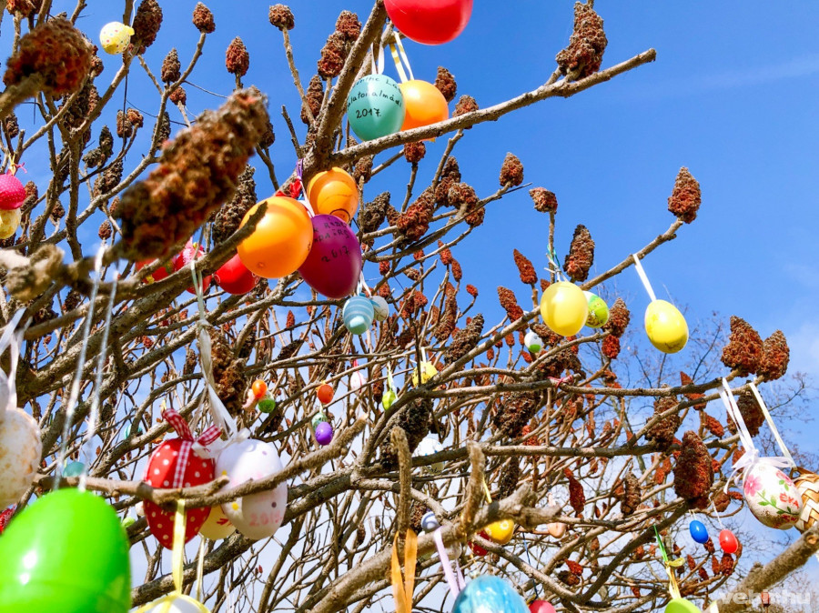 Balatonalmádiban is tojást terem a fa