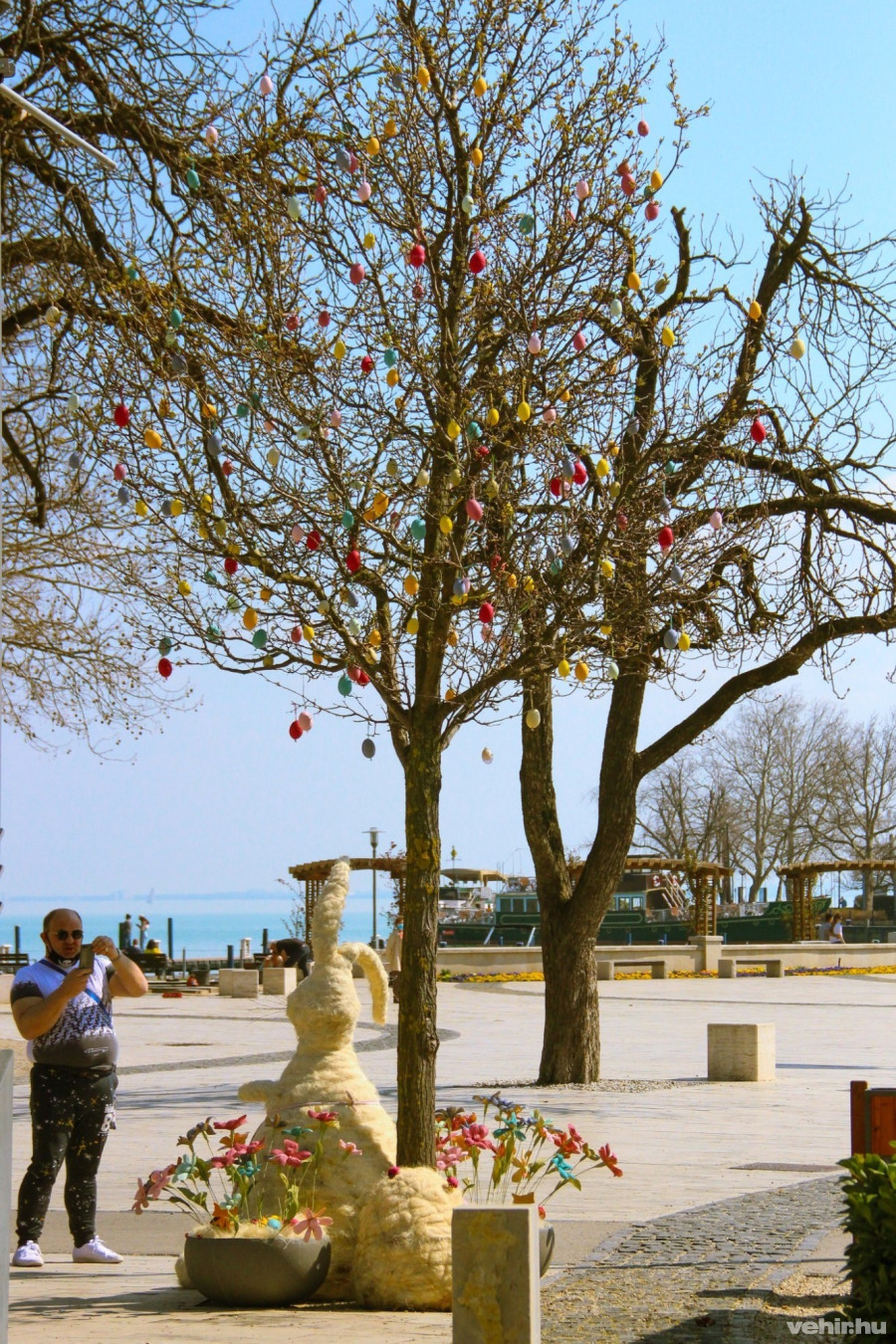 A füredi Vitorlás téri fa is sokakat vonz