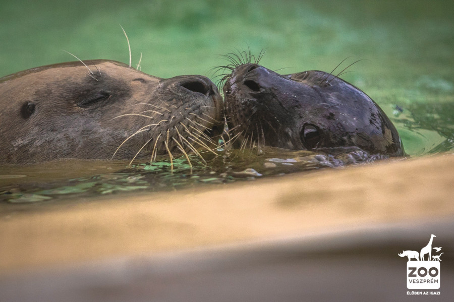 fotó: Veszprémi Állatkert