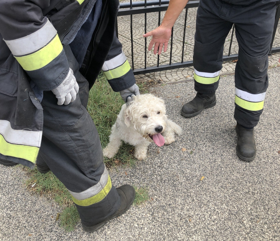 Kiszabadult. A kerítésben sem esett nagy kár.