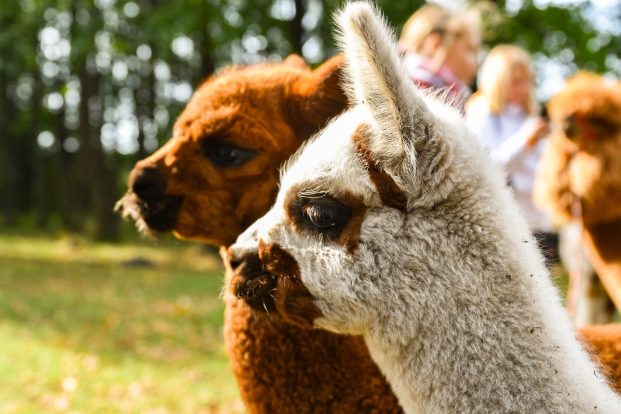 Állatsimogató is várja a látogatókat (Fotó: Ausra Vin/Unsplash)