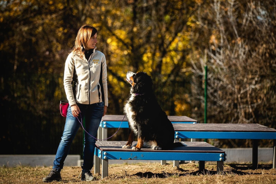 Kutyafuttató a Barátság parkban