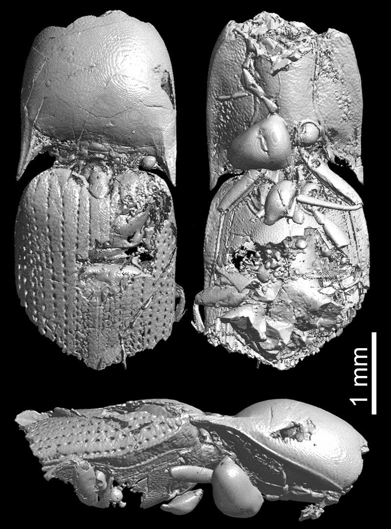 Az ajkai pattanóbogár, az Ajkaelater merkli Szegeden készült mikroCT modellje (Forrás: Szabó Márton és munkatársai)