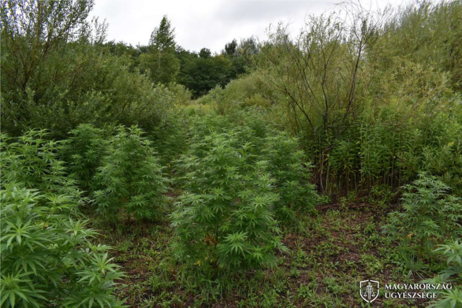 Fotó: Veszprém Megyei Főügyészség