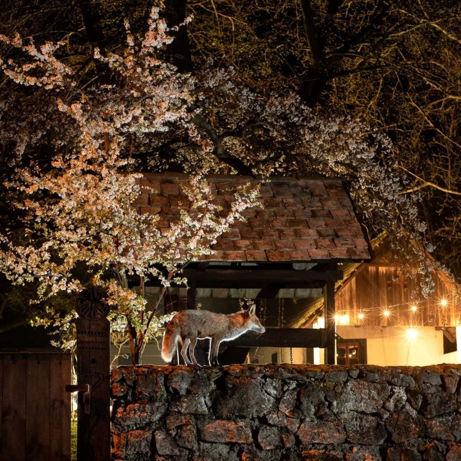 Radisics Milán számos fotót készített a kertjébe látogató Roxy rókáról, ezeket Instagram-oldalán (@milan.radisics) lehet megtekinteni