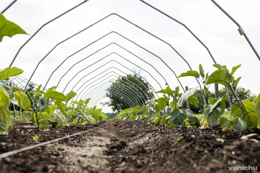 Fotó: Egyed Melinda
