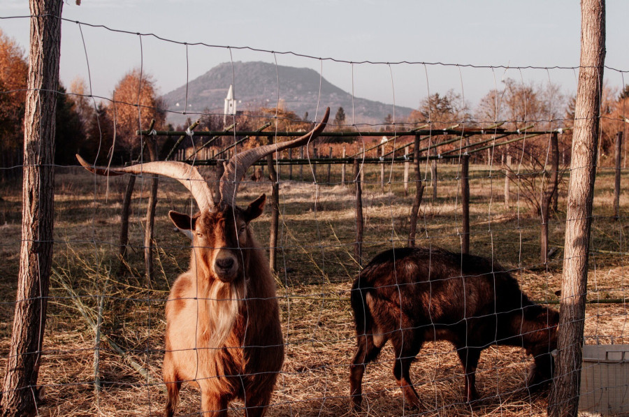 forrás: Tájtéka / Cseh Edina fotója