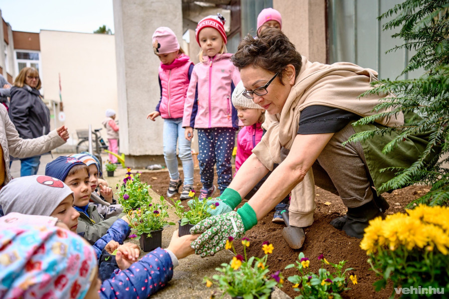A tulipánok az árvácskák társaságában díszítik majd a Csillag úti óvoda udvarát