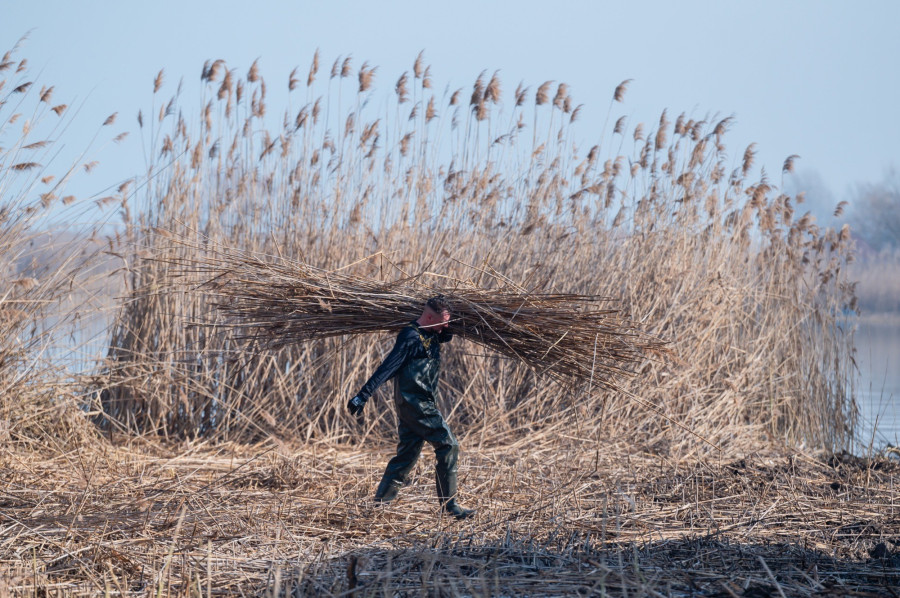 Nádaratás a Balatonon (fotó: MTI, archív)
