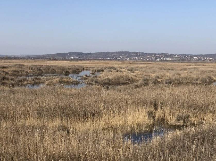 A Velencei-tó nemcsak turisztikai, hanem természetvédelmi szempontból is kiemelten fontos.