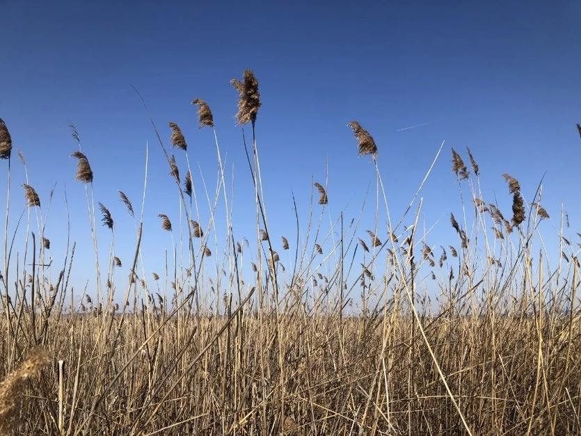 A nád szereti, ha „szárazra kerül a lába”.